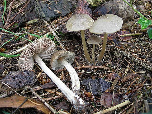 La  Flora  micologica  Alsaziana